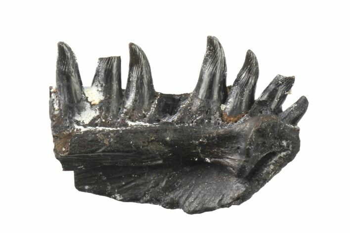 Permian Synapsid (Mycterosaurus) Jaw Section - Oklahoma #136426